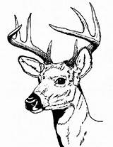 Deer Coloring Pages Hunting Buck Male Drawing Antler Color Drawings Printable Sharp Print Hartshorn Sun Clipartbest Getcolorings Clipartmag Tailed Getdrawings sketch template