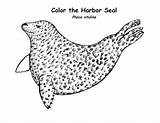 Seal Harbor Coloring sketch template