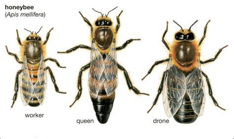 worker queen  drone   european honey bee   scientific diagram