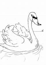Coloring Swan Swans Pages Kids Animals Fun Print Zwaan Zwanen Printable sketch template