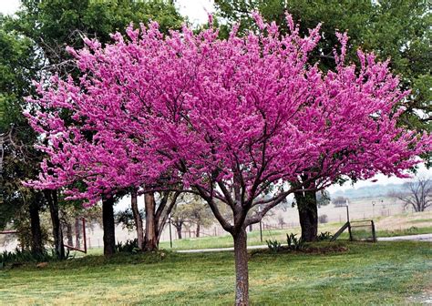 talented friend caroline clemmons   guest eastern redbud tree