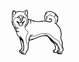 Shiba Inu Coloring Pages Dog Akita Poodle Sunshade Template Coloringcrew Dogs Book sketch template