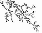 Mewarnai Bunga Galho Cerejeira Desenho Sketsa Blossoms Branch Hitam Putih Terbaru Gambarcoloring Tudodesenhos Menawan Mudah Digi Saturday Coloringhome sketch template