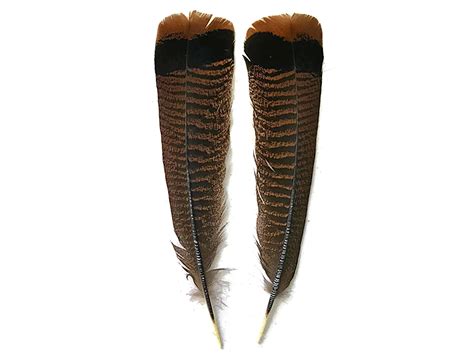 5 Pieces Natural Black And Brown Wild Turkey Tail Feathers