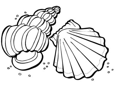 seashell coloring pages printable decorate pinterest printable