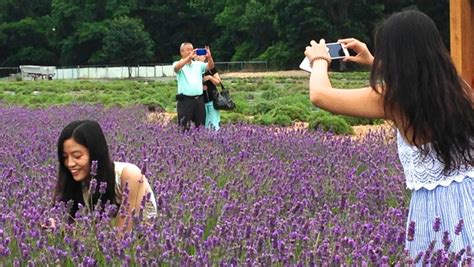 lavender farm  long island brings  french israeli