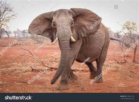 single elephant charging  red sand south africa stock photo  shutterstock