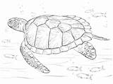Turtle Sea Coloring Pages Green Turtles Outline Realistic Drawing Printable Supercoloring Leatherback Color Animal Baby Sheet Adult Drawings Print Kids sketch template