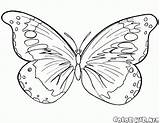 Vole Papillon Coloriage Colorkid Airs Colorier sketch template