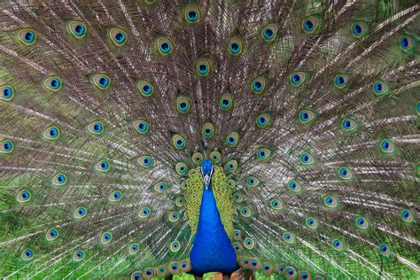 Dancing Peacock Picsse