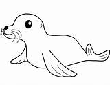 Seal Foca Foka Seehund Focas Kolorowanki sketch template