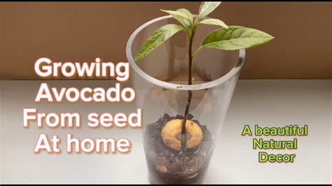 Growing Avocado From Seed Youtube