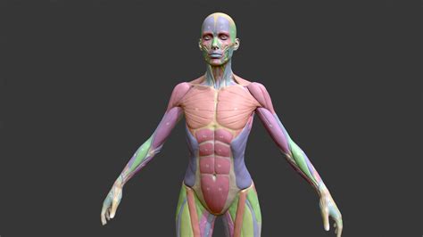 Écorché Female Musclenames Anatomy Buy Royalty Free 3d Model By