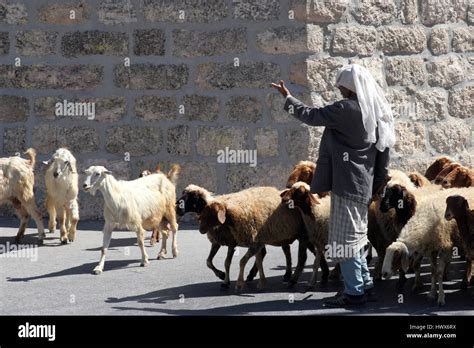 shepherd leads  flock  sheep grazing    biblical times  bethlehem israel stock