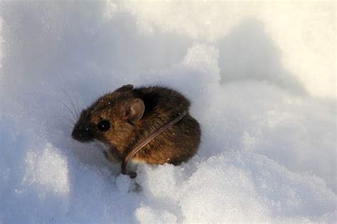 winter mouse snow  photo  pixabay pixabay
