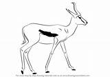 Springbok Wild sketch template