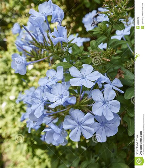 de lichtblauwe jasmijn bloeit boeketclose  stock foto image  vers bloemblaadje