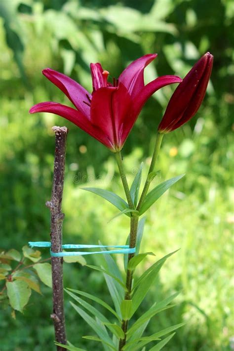 de donkerrode lelie  open bloeiende eeuwigdurende bloem van lilium de volledig naast gesloten