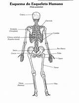 Anatomia Colorir Humana Desenhos Esqueleto Ossos Enfermagem Crânio Ensino Colorido sketch template
