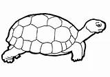 Tortoise Coloring Pages Popular Kids sketch template