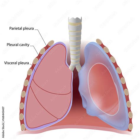 lung pleura  pleural cavity labeled illustration stock adobe stock