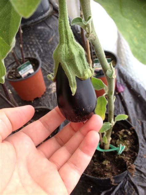 Eggplant On Tumblr