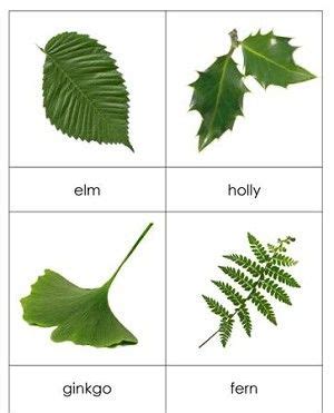 types  leaf species cards  montessori   montessori