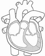 Heart Anatomy Coloring Pages Getcolorings Diagram Blank sketch template