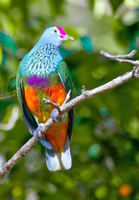 beautiful and amazing birds of the world unseen pictures 4 you