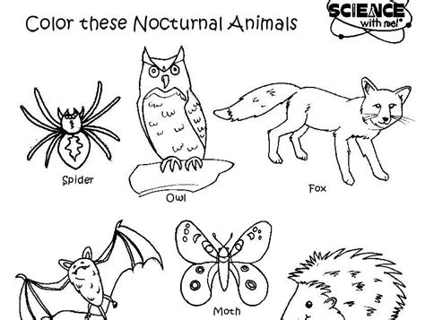 nocturnal animal colouring pages total update