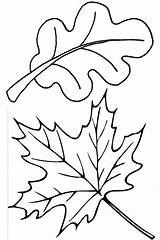 Leaves Coloring Pages Fall Leaf Autumn Oak Maple Thanksgiving Color Template Drawing Themed Printable Print Colorluna Kids Pile Herbst Von sketch template