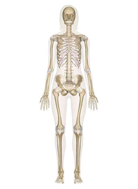 interactive guide   skeletal system innerbody
