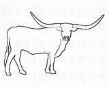 Longhorn Cattle Longhorns sketch template
