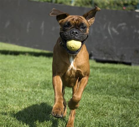 meet  miniature boxer  mix breed  boxer  boston terrier dogappy