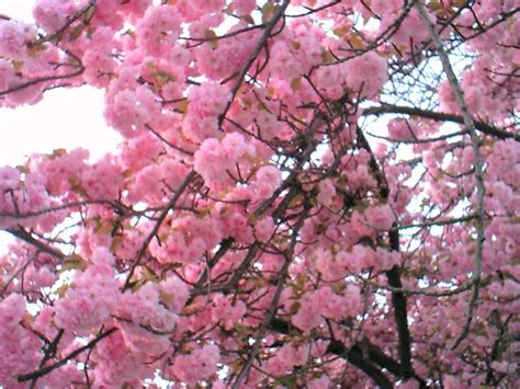 Belleville Nj Belleville Cherry Blossoms Up Close