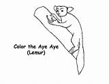 Aye Coloring Lemur Getcolorings Getdrawings sketch template