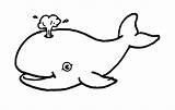 Whales Animali Clipartmag Marini Balena sketch template