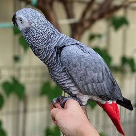 congo african grey  sale terrys parrot farm