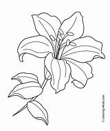 Flower Coloring Pages Printable Kids Lilium Drawing Flowers Lily Drawings Line Lilly Lilies Sketches Choose Board sketch template