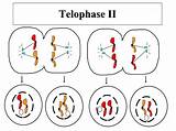 Telophase Meiosis sketch template