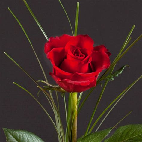 single red valentine rose valueflora