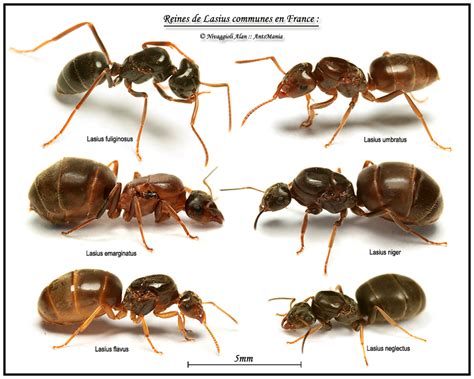 queen   central europe  july   ant id requests ants myrmecology forum