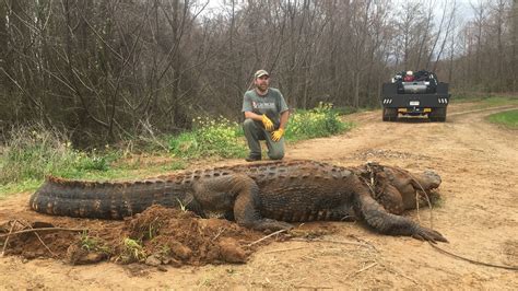 massive alligator weighing   pounds   georgia