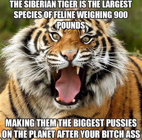 big cat animal memes  funny pictures siberian tiger