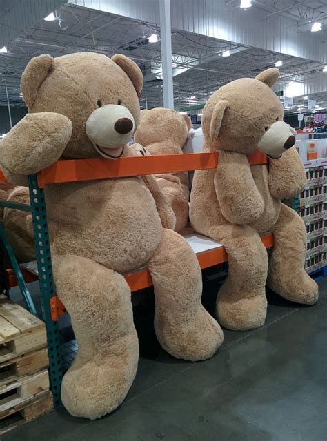 large teddy bears sitting  top   shelf   store  pallets