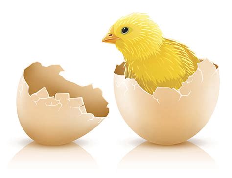 egg hatch illustrations royalty free vector graphics and clip art istock