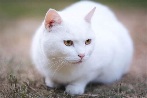 white cat breeds blue eyes green eyes full list