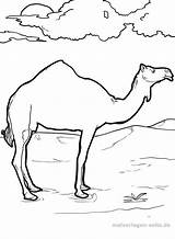 Kamel Malvorlage Kamele Malvorlagen Ausdrucken Wildtiere Kostenlos öffnet Bildes Anklicken sketch template