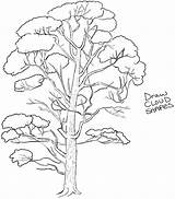 Drawing Trees Tree Draw Realistic Simple Step Drawings Steps Leaves Easy Pencil Drawinghowtodraw Flowers Flowering Learn Tutorials Shapes Getdrawings Cloud sketch template
