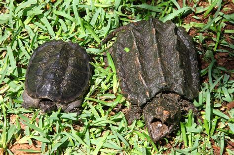 jareddavidsonphotography difference   alligator snapping